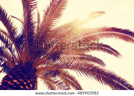 Sun shining through tall palm trees. Summer, fashion, travel, vacation, tourism, lifestyle and weather concept.