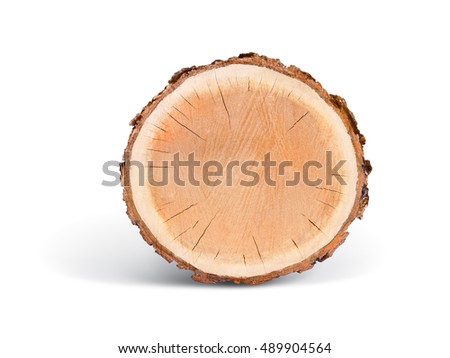 Block of cut wood from a tree isolated on white. Shows rings and texture from a fresh cut.