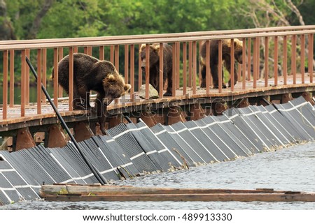 Three young brown bear on fence to account for fish. Kurile Lake in Southern Kamchatka Wildlife Refuge.