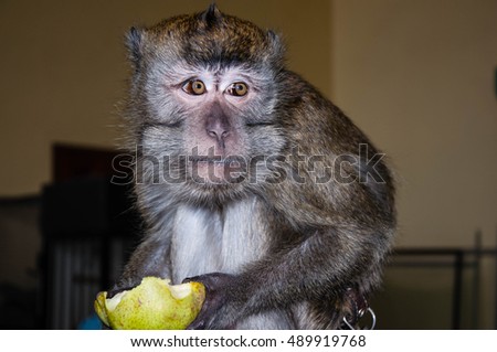 Monkey for breakfast eats ripe and juicy PEAR