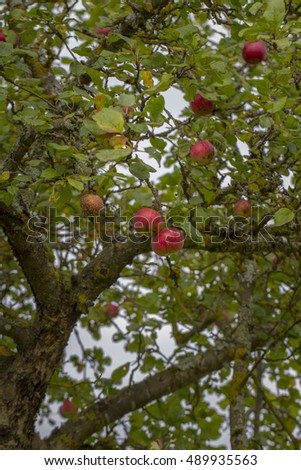 Apple tree and apples