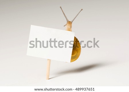 Snail with white board