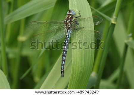 A stunning Hairy Dragonfly (Brachytron pratense) resting on a reed.