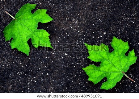 green grass leaf with concrete background pictures, images