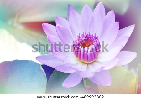 lotus flower with a pastel multicolored gradient,nature abstract background
