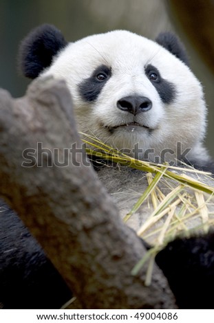 chinese panda bear in tree eating bamboo male juvenile, china