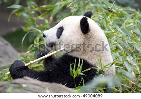 chinese panda bear in tree eating bamboo male juvenile, china
