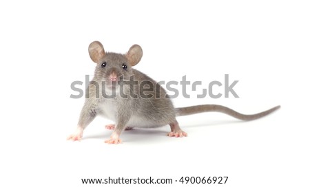 rat isolated on white background Royalty-Free Stock Photo #490066927