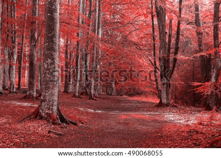 Red scary forest trail