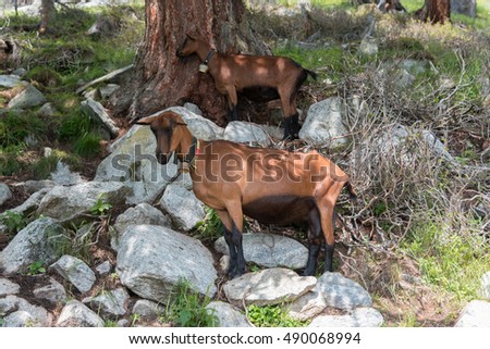 Goats in the mountains between the huts