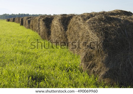 
haystacks in a line on the field