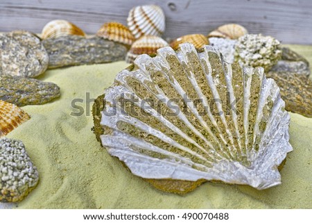 Big sea shell fossil on the yellow sand close up