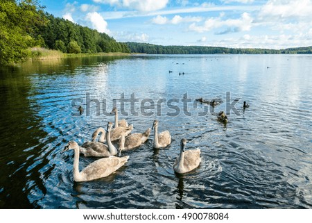 Young swans swimming on the water. Mute swans on the lake in autumn, landscape. Water birds.