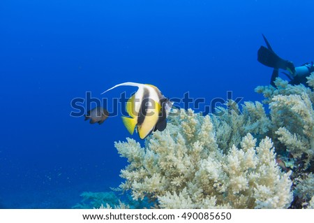 Tropical fish Pennant coral fish or coachman, Red sea, Egypt.