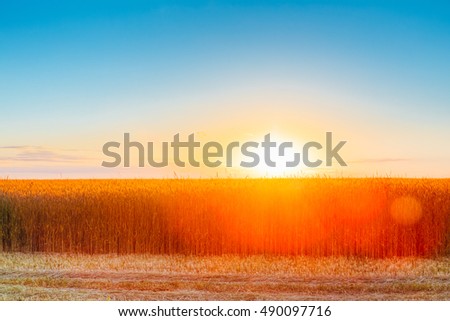 The Eared Field Of Golden Wheat Under Bright Sunlights Of Summer Sunset, Dawn Sunrise. Skyline, Blue Sky Background.