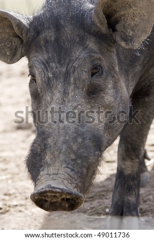 Black pig in the farmland (rural area at south of Portugal)