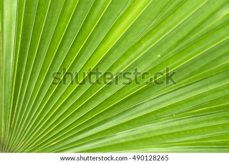 Green Leaf, sugar palm leaf texture, abstract background.