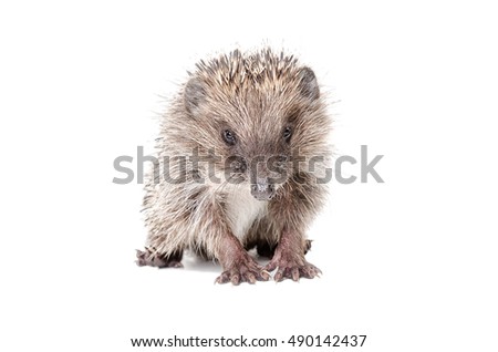 Portrait of a cute little hedgehog sitting isolated on white background