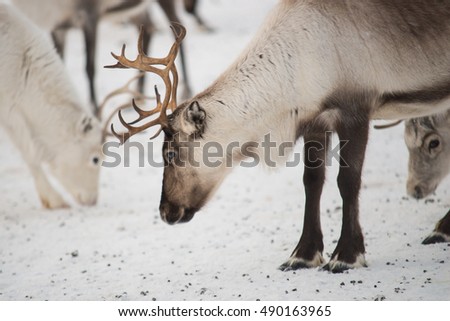 Group on reindeers in the mountains of Norway