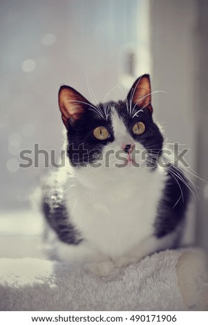 Portrait of a domestic black-and-white cat with yellow eyes.