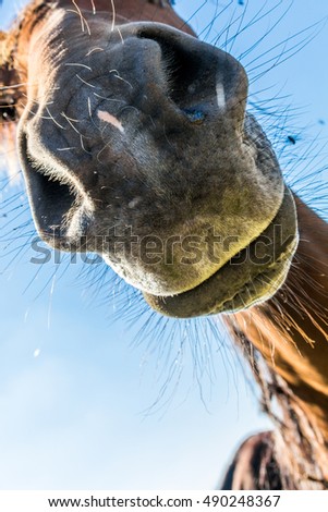 horse snout