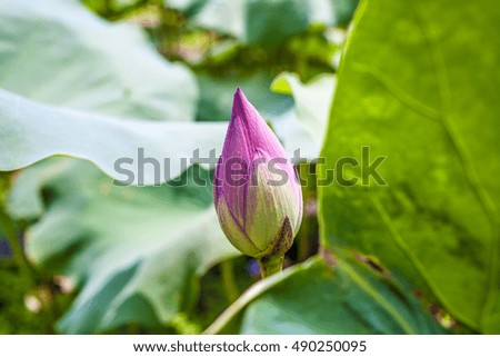 lotus flower, this is symbol of budha in many country in asia
