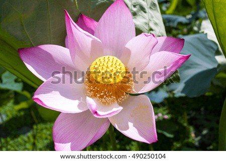 lotus flower, this is symbol of budha in many country in asia