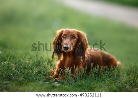 Dog breed dachshund, walking in the evening, in the summer in the park