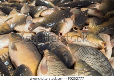 Fish farming, farm for the breeding of carp, pike and sturgeon.
Catch biomass and manual sorting of fish.