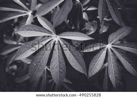 Low key Dark lighting Nature background, green leaves in natural light and shadow, symbolic of peaceful and safe the Earth or life or Zen with toned color and selective focus.Black and white tone.
