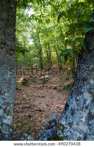 woods full of chestnut trees in summer