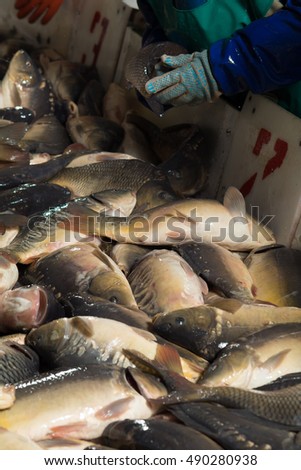Fish farming, farm for the breeding of carp, pike and sturgeon.
Catch biomass and manual sorting of fish.