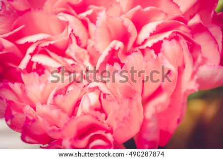 Close up of many flower petals with vintage retro filter and sun light for background or texture. - Soft dreamy image.