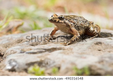Tyrrhenian painted frog (Discoglossus sardus), Corsica (Corse), France.