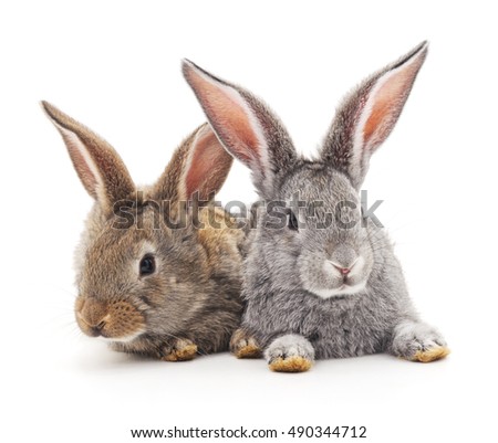 Grey and brown baby rabbits on a white background.