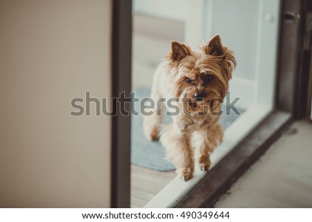 cute little brown dog standing on the floor