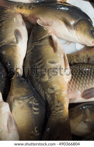 Fresh fish carp. Texture scales, tail and fins.