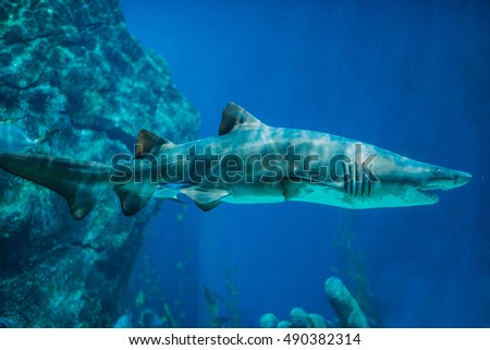 A couple of Sand Tiger Sharks (Carcharias taurus) swimming underwater.
Underwater nature sea life. Aquarium. Sealife wallpaper. Travel inspiration. Postcard concept.  Royalty-Free Stock Photo #490382314