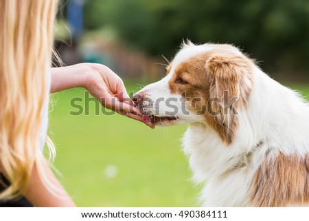 girl gives an Australian Shepherd dog a treat Royalty-Free Stock Photo #490384111