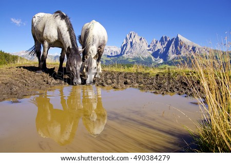 Two horses drinking water on famous Alpe si Siusi Meadow. Seiser Alm, Italy. Middle of summer, clear blue sky, yellow grass and calm landscape