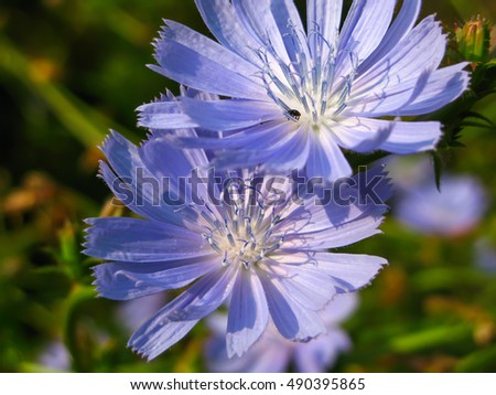 chicory flower on blurred green background