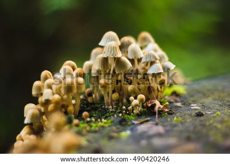 toadstool mushrooms. Autumn mushrooms. Many mushrooms