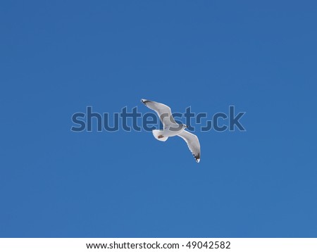 The seagull soaring in the sky Royalty-Free Stock Photo #49042582