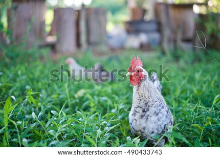 Chickens Roam freely in Grass green.