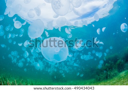 Seaweed and jellyfish