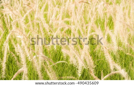 Meadow filled with grass flowers in summertime.