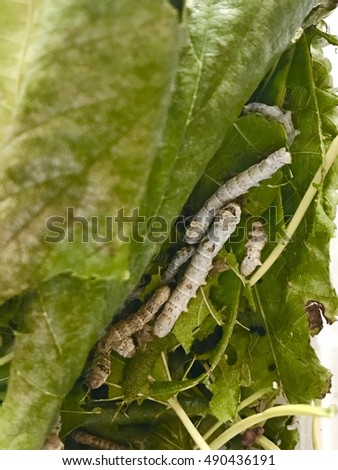 Silkworm Caterpillars