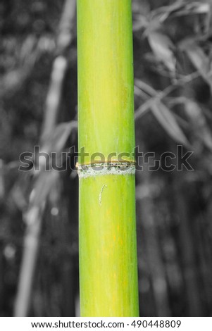 A view of the green bamboo with white bamboo salt / the green bamboo with white bamboo salt