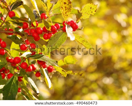 Branch of Holly Berries in Sunny Day
