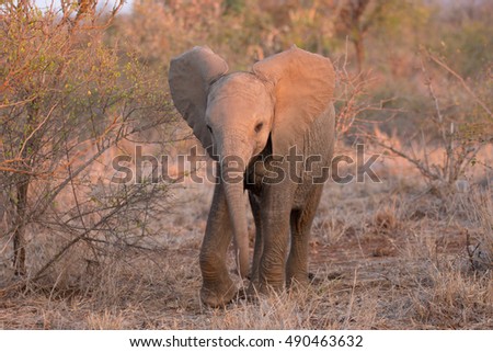 African elephant pachyderm largest mammal on earth kruger national park south africa
